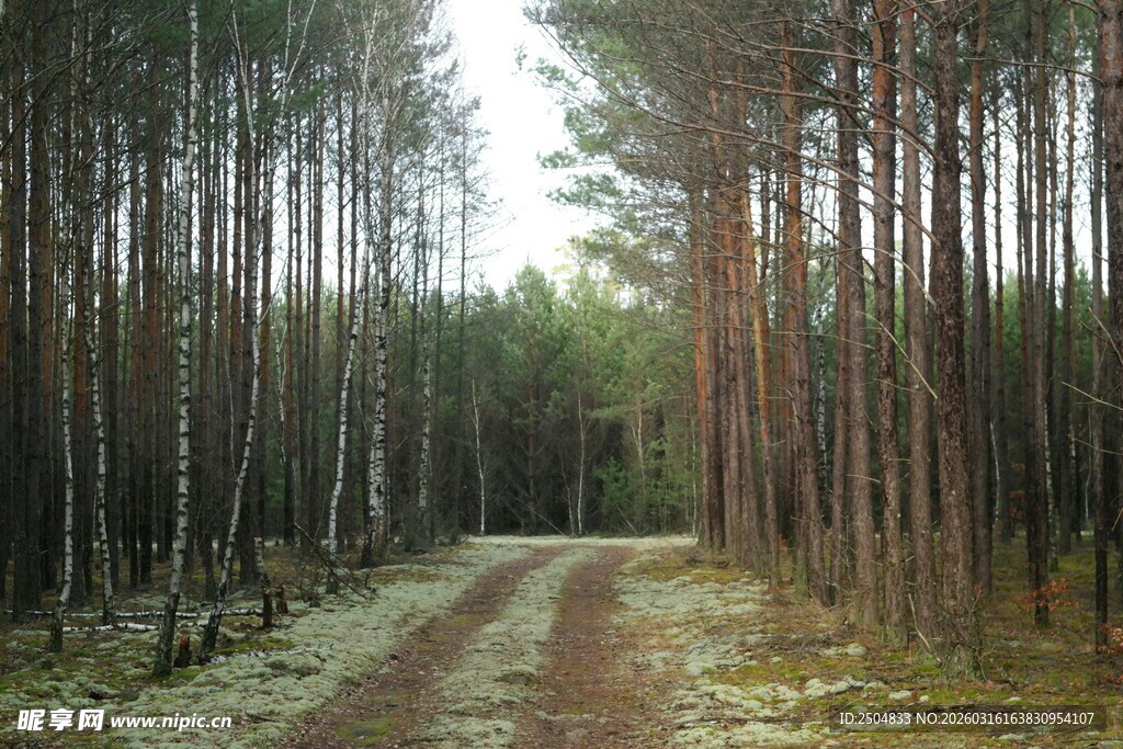 林间小道 静谧松树林景