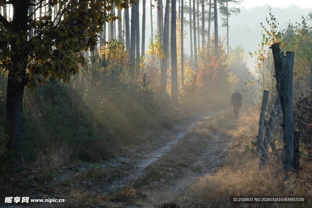 林间晨雾小道 静谧之景