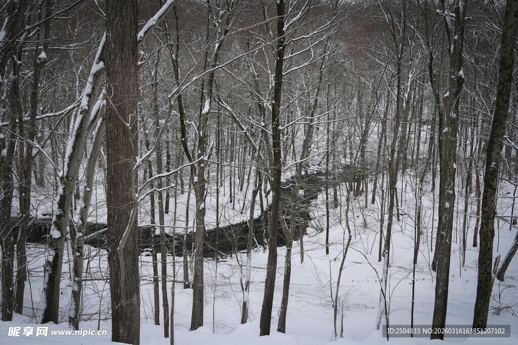 冬日雪林景象