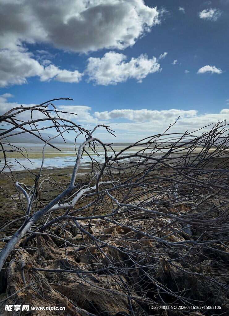 荒野枯木 蓝天之下的景象