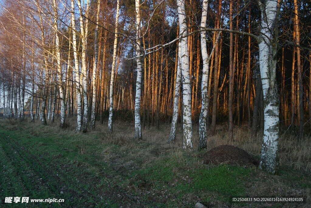 夕阳下的白桦林美景