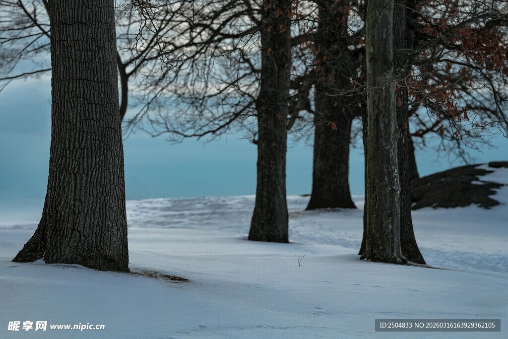 冬日雪林 静谧无声之景