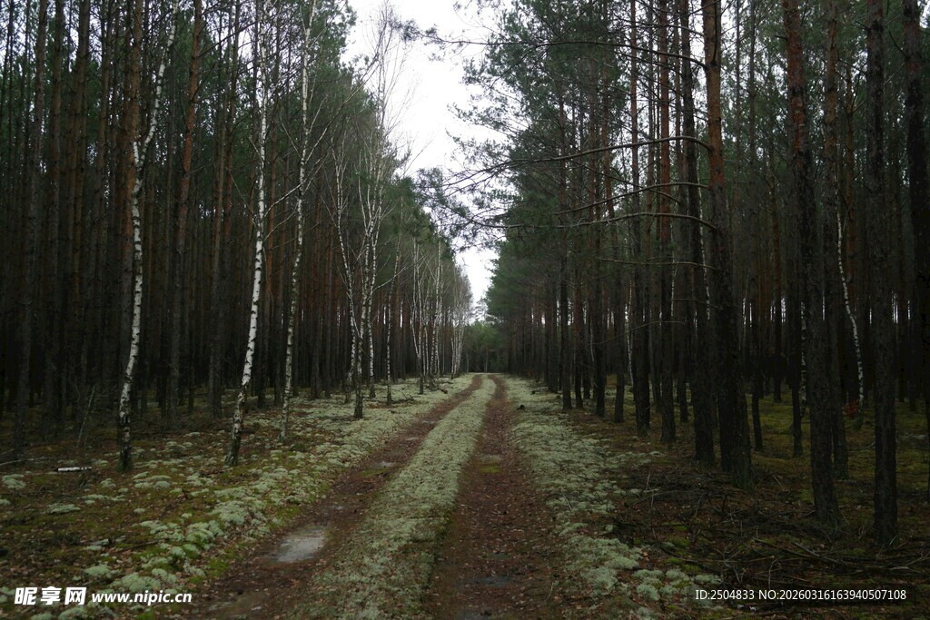 林间小道 静谧森林风光