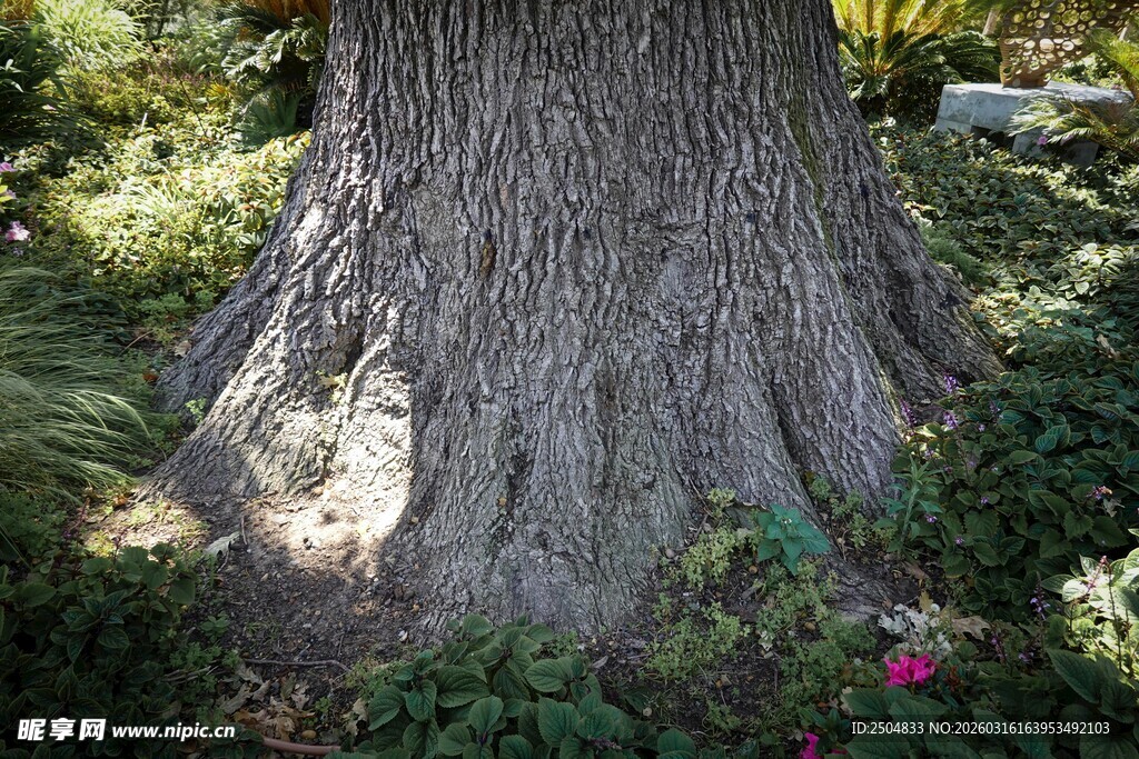 粗壮大树底部的繁茂植被