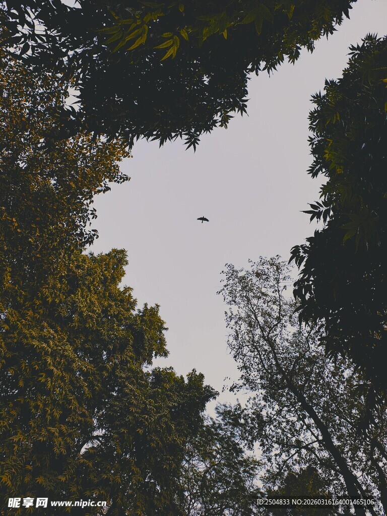 林间飞鸟 自然景致