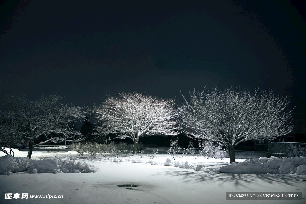雪夜枯树景观