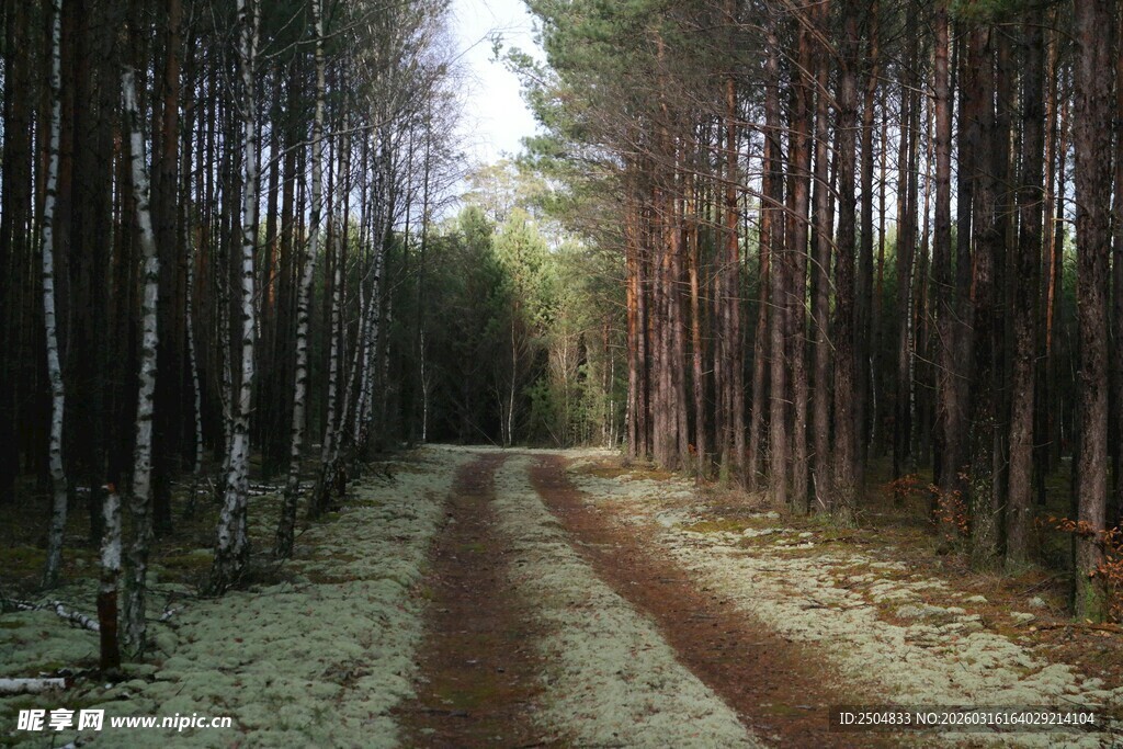 林间土路 静谧自然之景