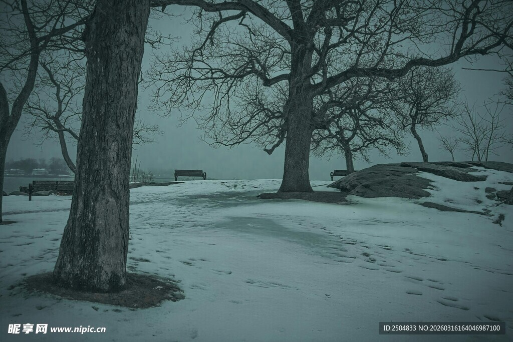 冬日雪林孤树景象