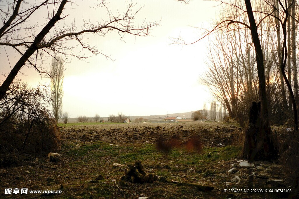 冬日林间开阔景象