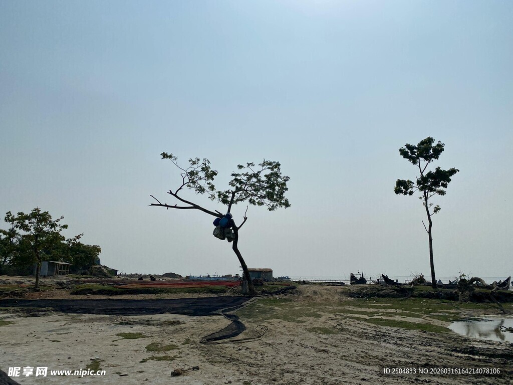 旷野孤树 尽显自然之寂