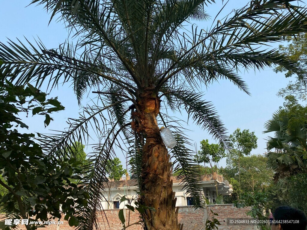 高大棕榈树于户外场景