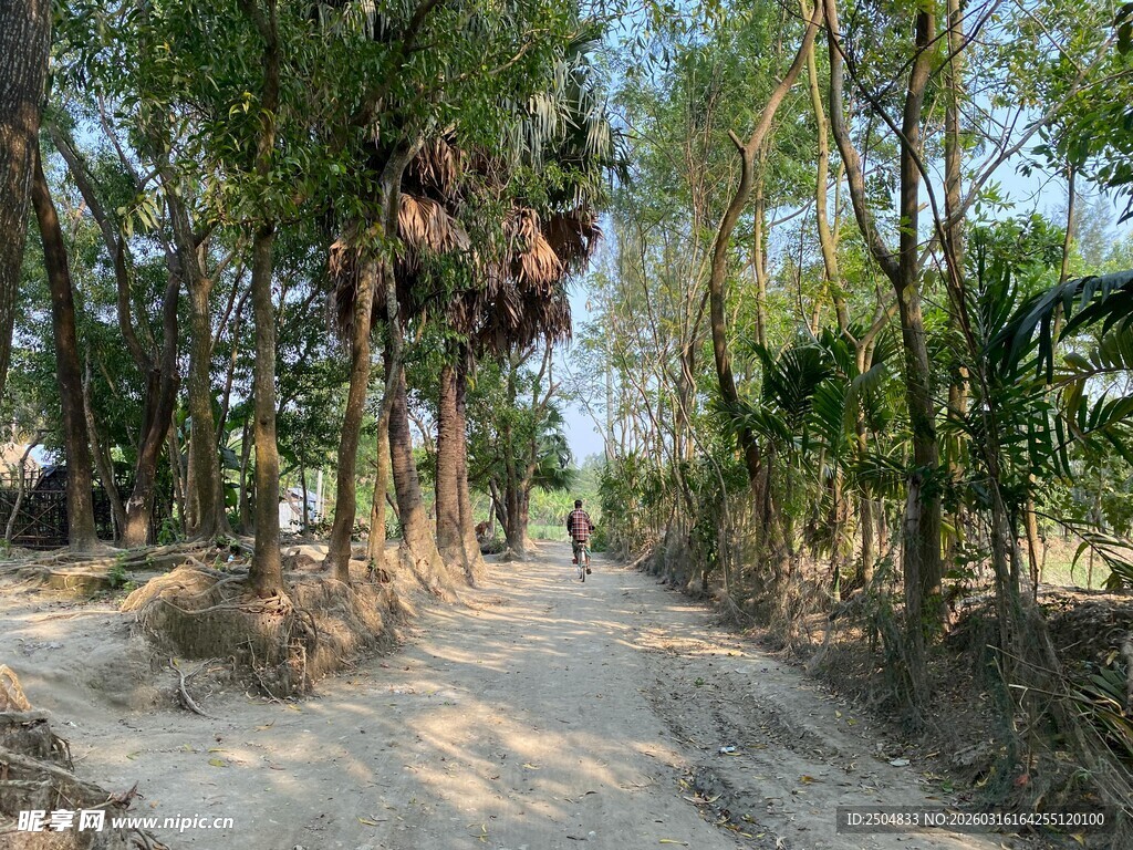 林间泥路 自然静谧之景