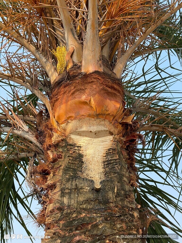 棕榈树干特写