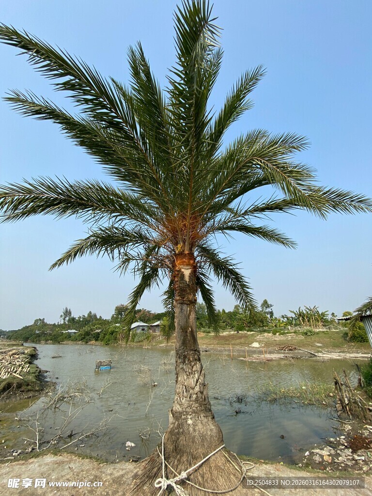 河边单棵挺拔棕榈树