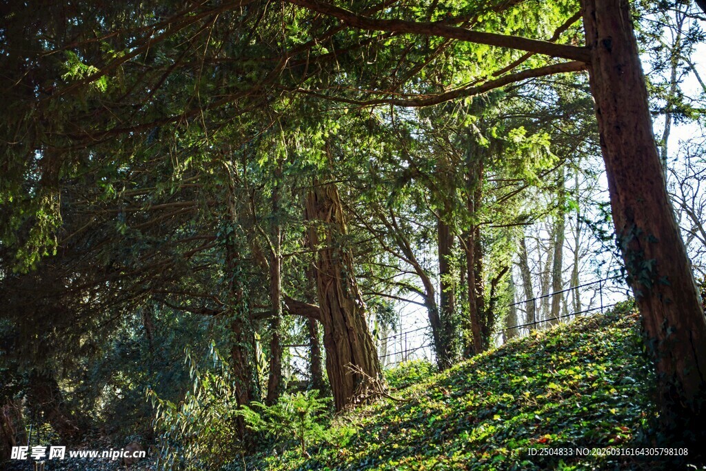 林间阳光洒落的静谧景致