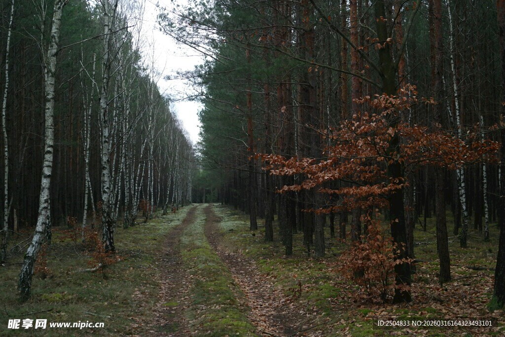 林间小径 秋意盎然的森林
