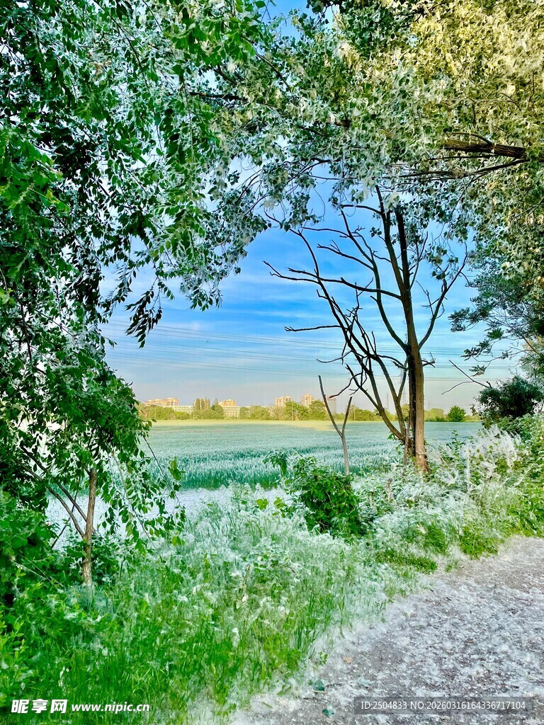 林间小道的清新自然景致