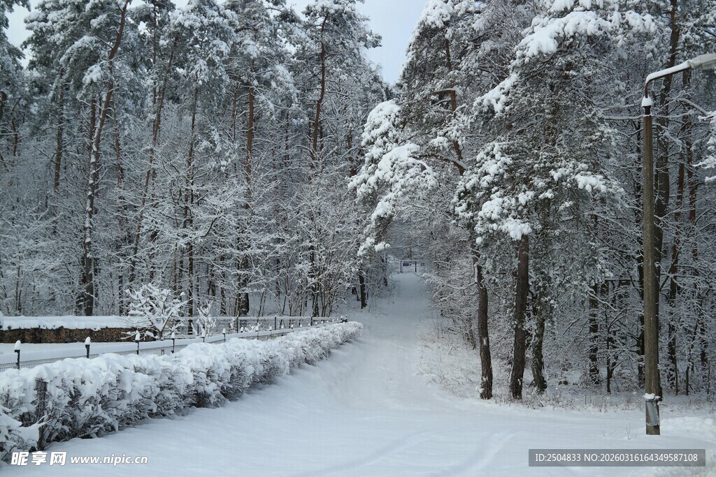 冬日雪覆林间小道