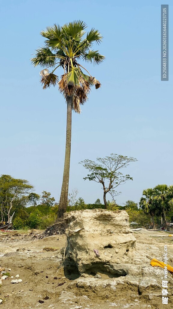 荒野中的棕榈树与岩石