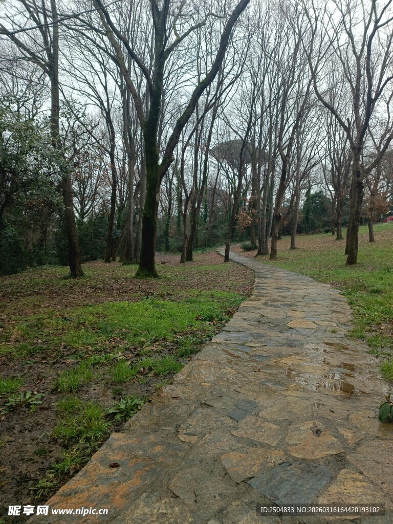雨后林间石板小径