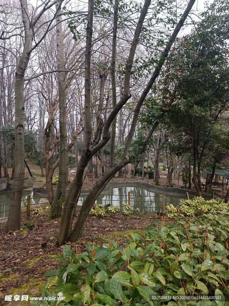 冬日林间绿植景观