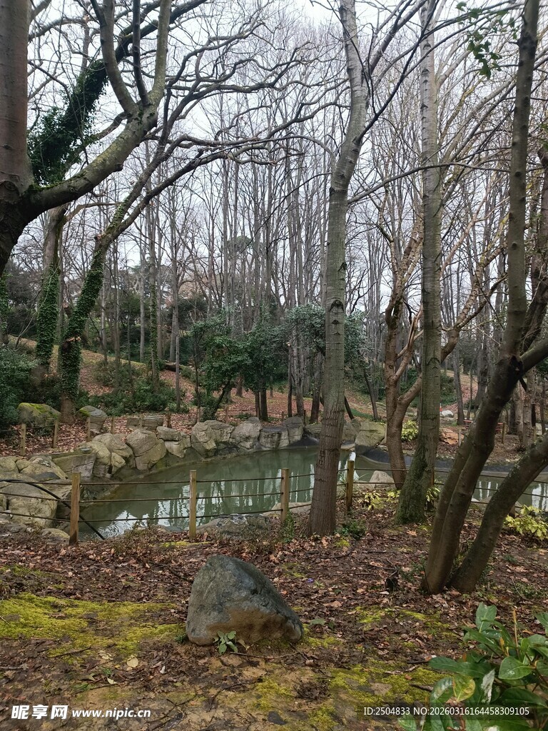 冬日静谧的林间池塘景观