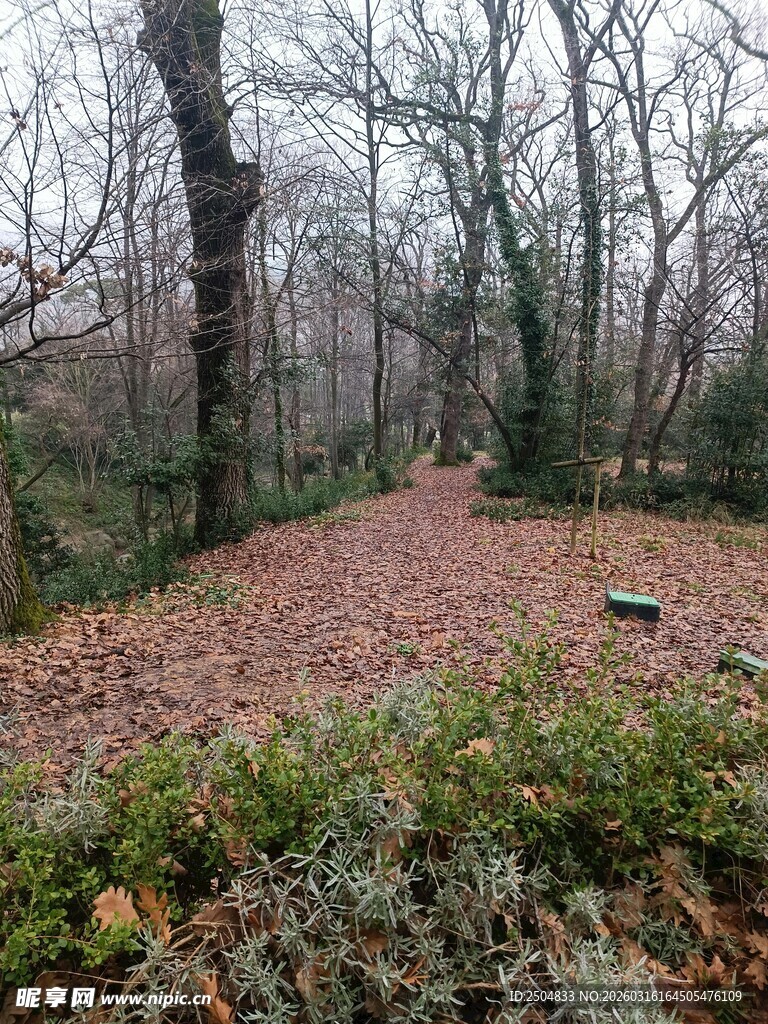 秋日林间小径 落叶铺地