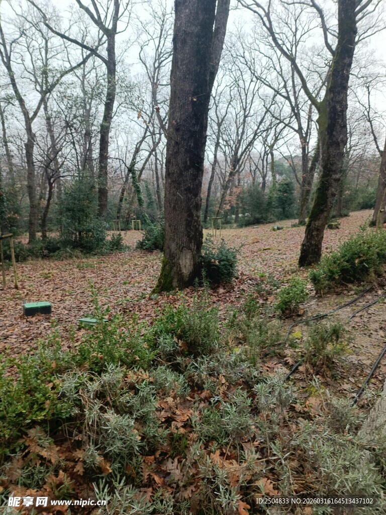 冬日树林中的静谧景致