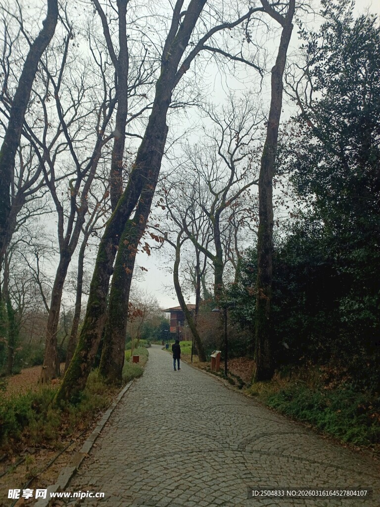 林间小道 静谧自然之景