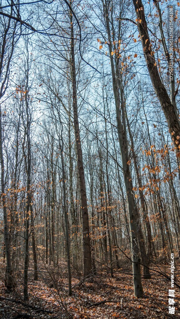 冬日寂静树林景象
