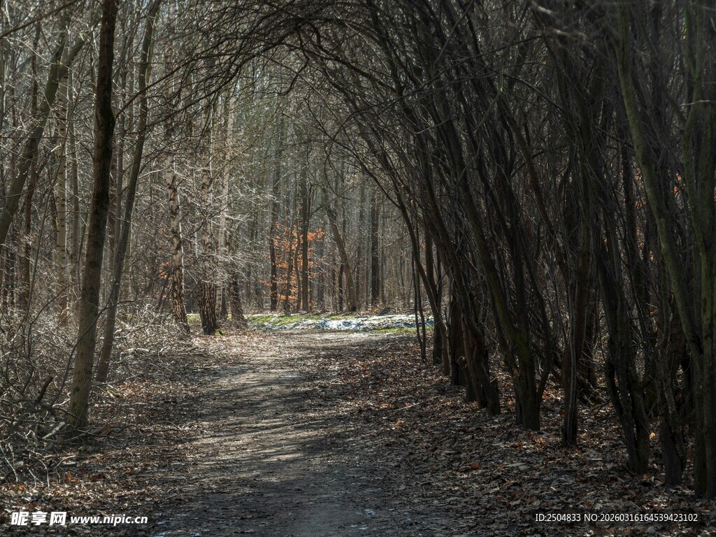 林间幽径 冬日静谧之景
