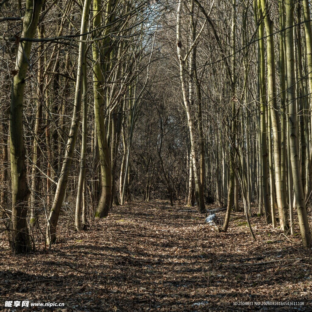 林间小道 静谧树林风光