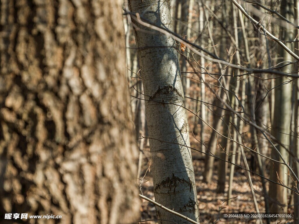 秋日林间树干景象