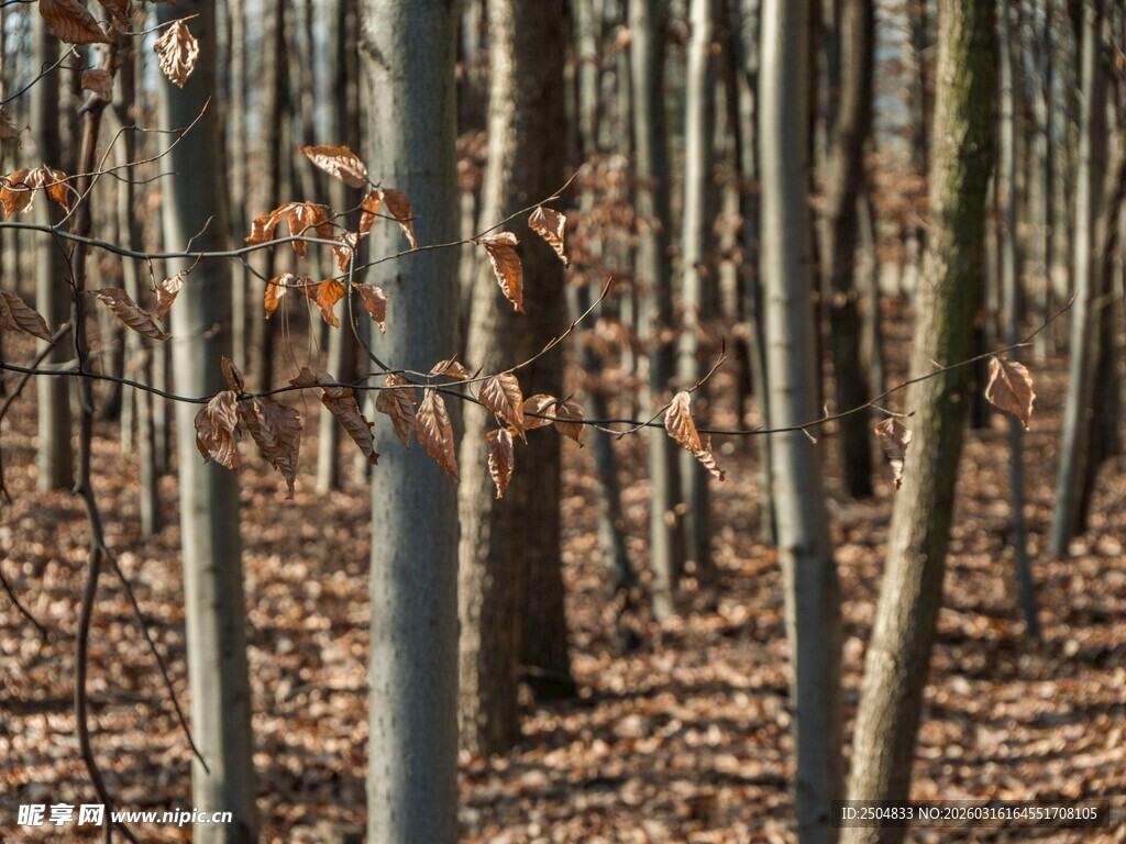 秋日落叶林间景象