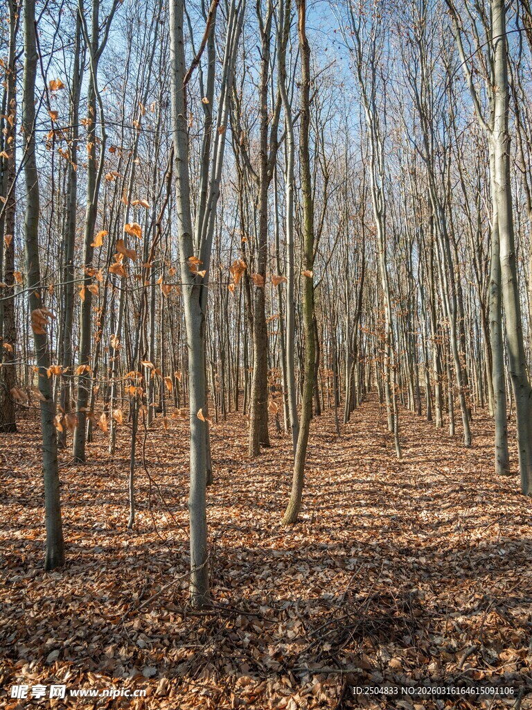 秋日落叶森林景象