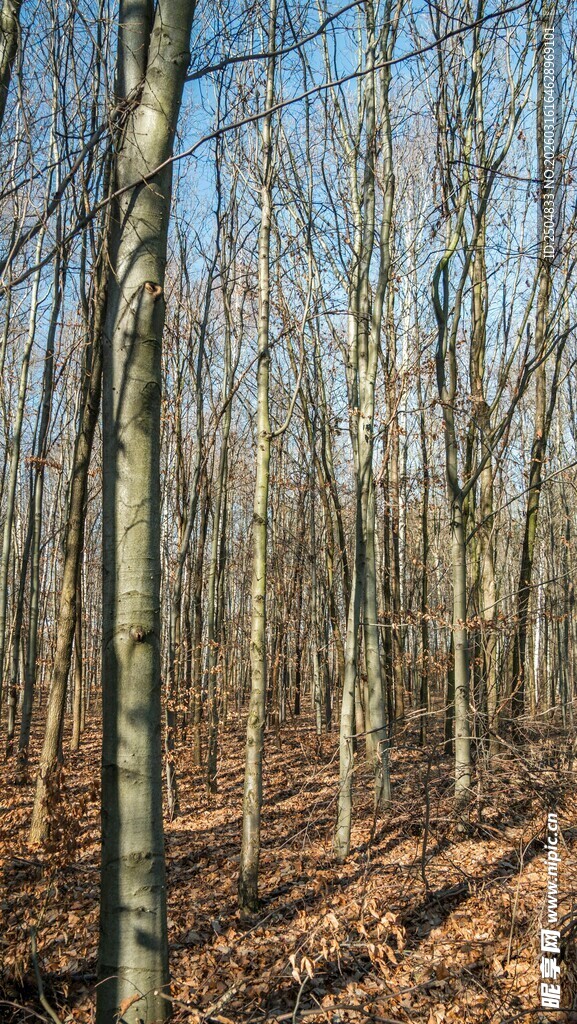 秋日落叶覆盖的静谧树林