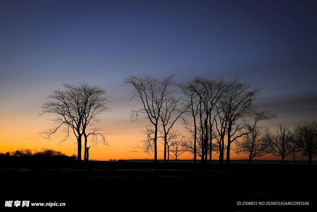 黄昏下的树木剪影