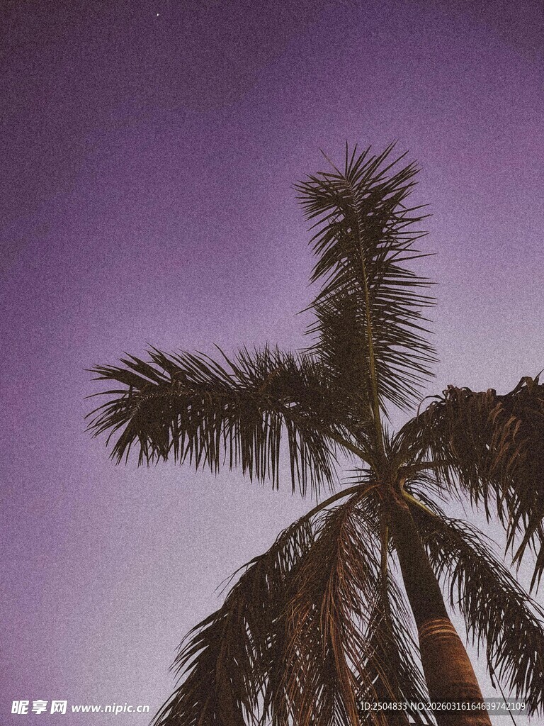黄昏下的棕榈树剪影