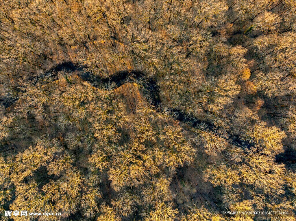 俯瞰金秋树林中的蜿蜒小河