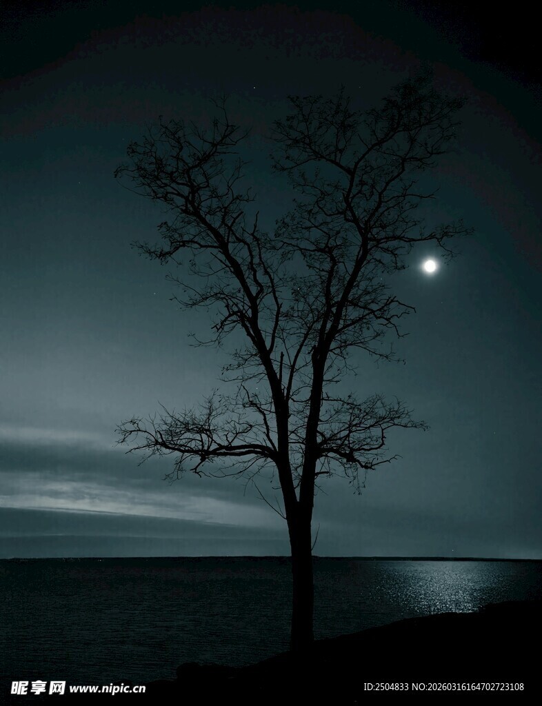 月夜下的孤独枯树