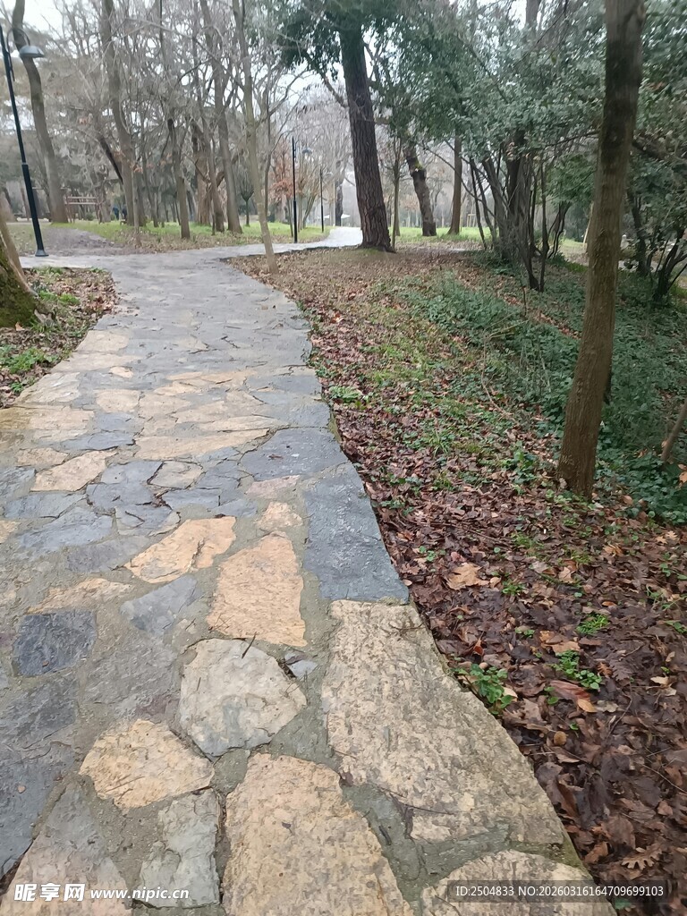 林间石板小径 静谧自然景