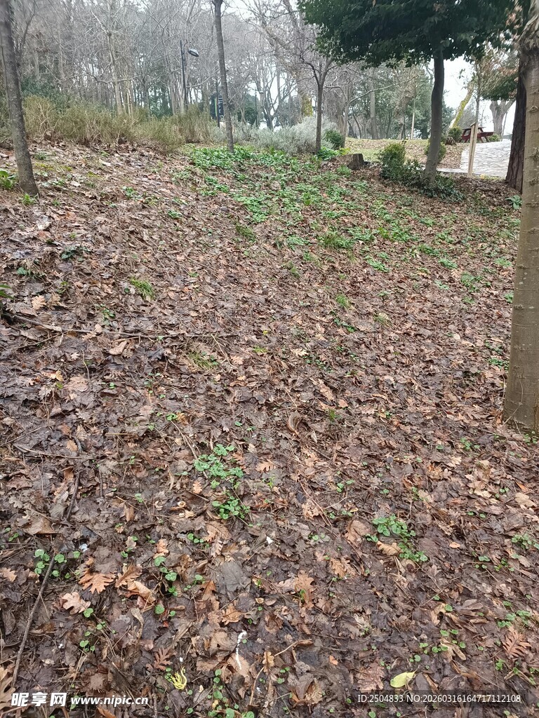 林间落叶覆盖的幽静小路