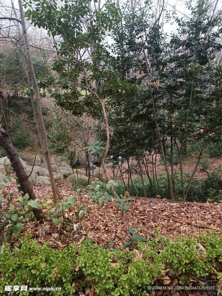 秋日林间落叶景致