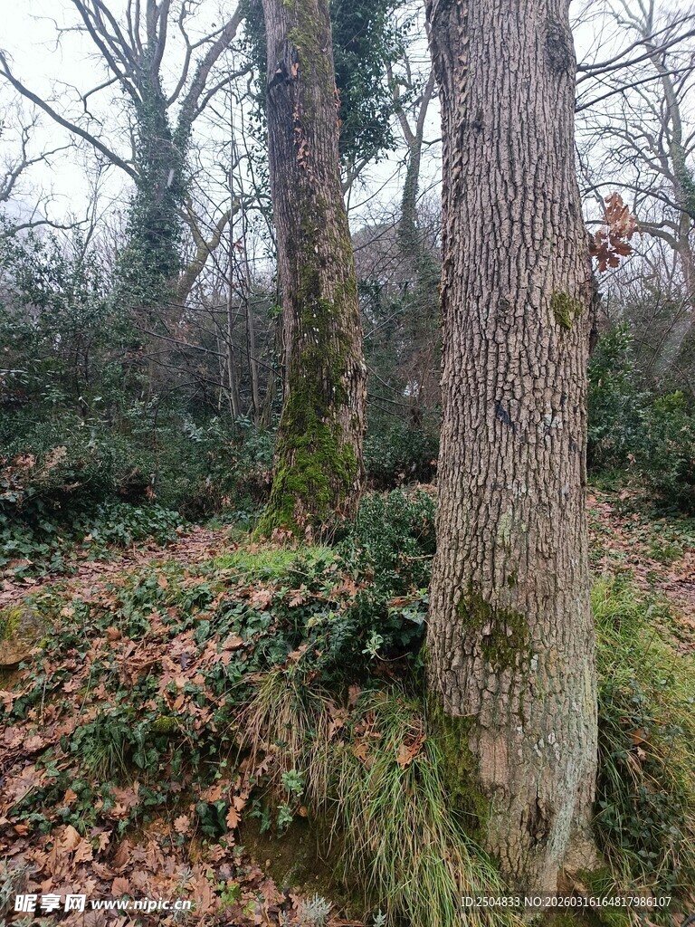 冬日林间树木与绿植景象