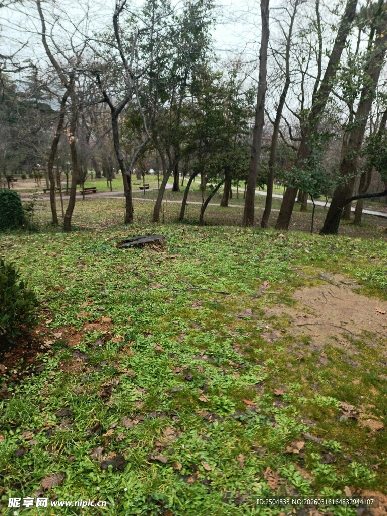 冬日林间草地景象