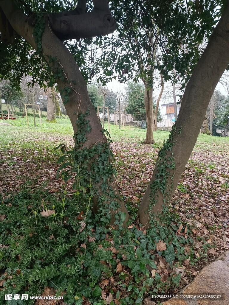 公园中弯曲树干与落叶景象