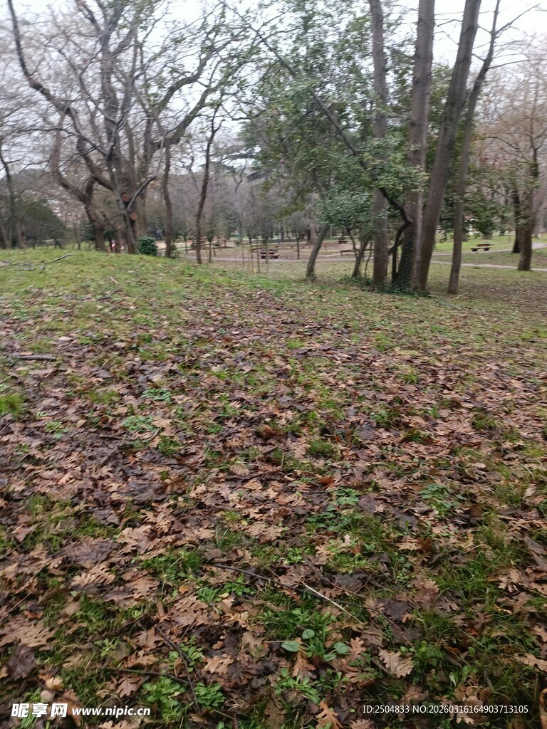 秋日落叶覆盖的林间草地