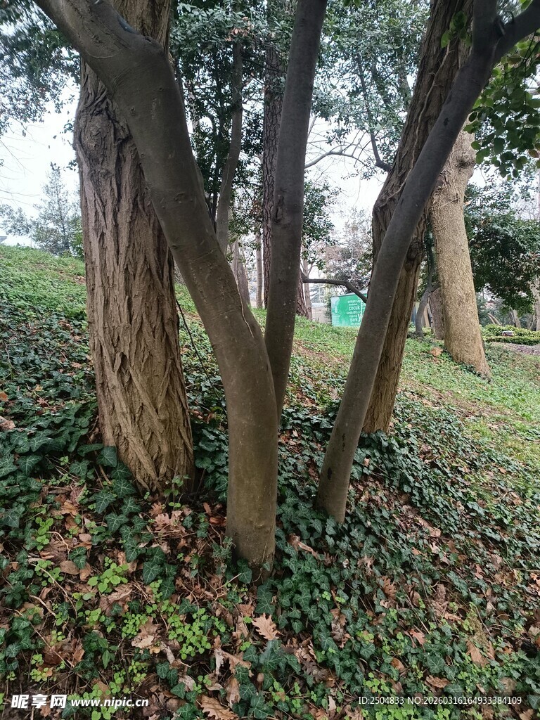 林间树木与落叶的静谧景象