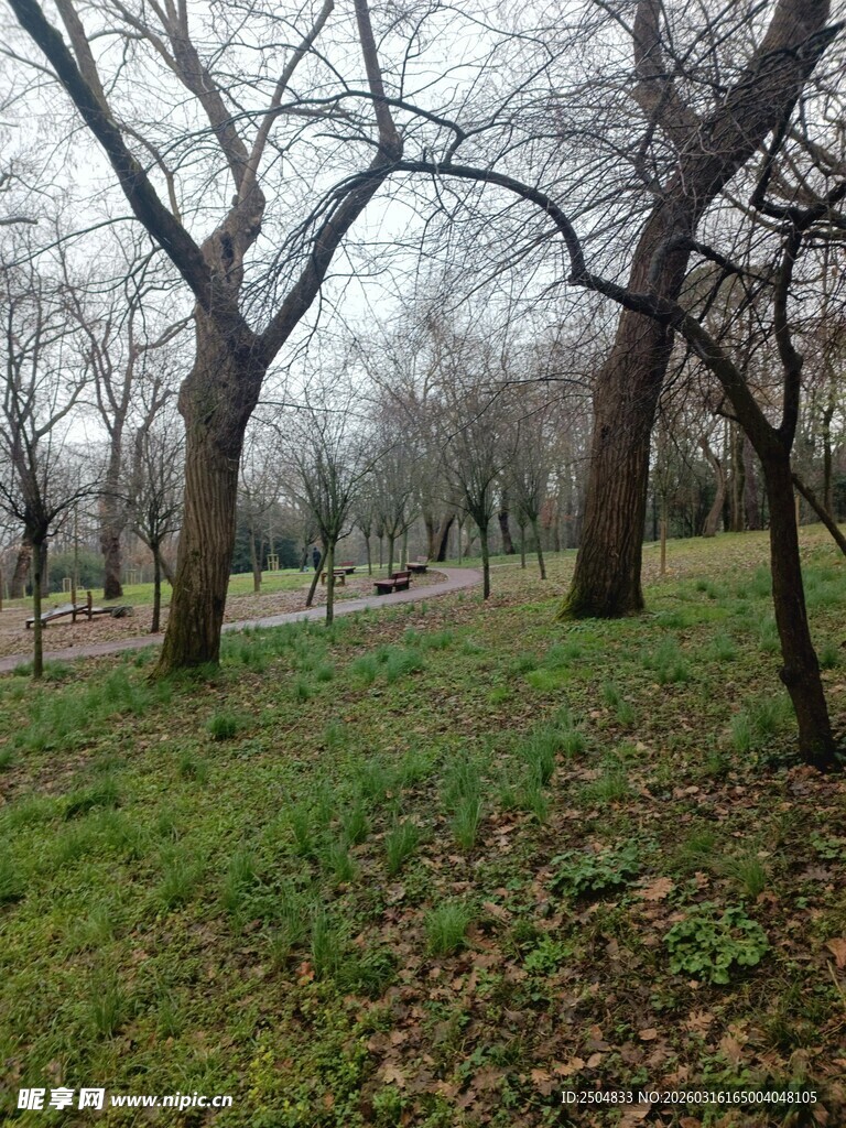 冬日树林草地景象