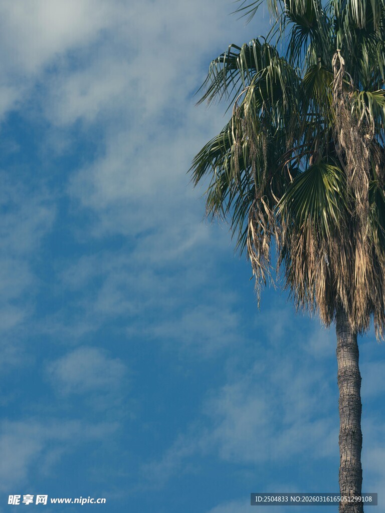 蓝天中的挺拔棕榈树